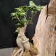 Plante verte surprise - 2